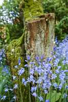 Blue forget me nots growing at the base of a tree in a beautiful garden or forest. A view of small perennials in an evergreen forest with fresh green in lush foliage against a nature background