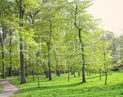 A green forest park during springtime. Tall tree trunks in a garden with pathway for walking. Bright green landscape with fresh meadow grass perfect area for a date, picnic or yoga