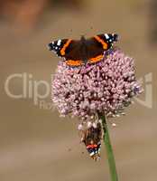 Two red admiral butterflies perched on wild leek or onion flower with copyspace background in home garden. Closeup of vanessa atalanta insects sitting on giant allium ampeloprasum or polyanthum plant
