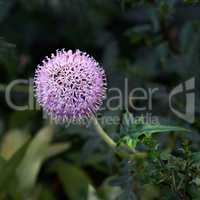 Closeup of a purple globe thistle flower growing in a garden with blur background copy space. Beautiful outdoor echinops perennial flowering pant with a green stem and leaves flourishing in a park