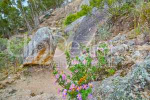 Closeup of purple and pink Fynbos flowers growing on rocky mountain landscape with copyspace. Plants exclusive to Cape Floral Kingdom. Bushes along a hiking trail on Table Mountain in South Africa