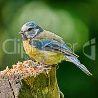 The Blue Tit. The Eurasian blue tit is a small passerine bird in the tit family Paridae. The bird is easily recognisable by its blue and yellow plumage..
