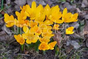 Closeup of yellow crocus flavus flowers growing in a garden from above. Beautiful bright bunch of plants blooming in a backyard. Primrose plants flowering, grown as decoration for outdoor landscaping