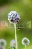 Blue Globe Thistle plant being pollinated by bumble bees in summer against a nature background. Spring wildflower flourishing and blooming on a field or meadow. Echinops in a green park with insects