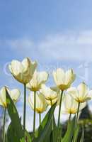 Tulips in bloom on a warm summers day. Seasonal growth encourages change and symbolises opportunity, endurance and success. Seasonal flowers symbolising romance, love, beauty and courage