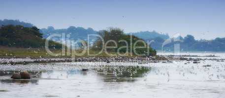 Flock of seagulls flying over sea water in remote coastal city abroad and overseas. Group of white birds soaring, searching for nesting grounds. Birdwatching migratory avian wildlife looking for food