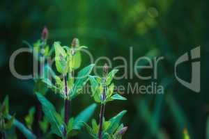 Close up of purple Wood Sage growing in a garden with copyspace. Zoom in on textures and patterns of a wild plant growing on green stems in a forest or park. Herbs with vibrant leaves budding