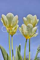 Closeup of white tulips growing, blossoming and flowering against blue sky background. Low angle view of flowers blooming. Horticulture, cultivation of decorative plants symbolising love or affection
