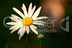 Daisy flower growing in a blurred nature background. Marguerite plants blooming on a green field in spring from above. Top view of a white flower blossoming in a garden. Flora flourishing in nature