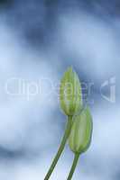 Closeup of unopened green buds with copy space. Gardening for beginners concept with garden flowers waiting to bloom. Details of the growth development process of a clematis flower on blur background