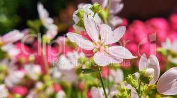 Blooming wild garden with pink flower musk mallow Malva Alcea left mallow vervain mallow or hollyhock mallow in the summer meadow. Wild mallow plant with lilac-pink flowers growing in a garden.