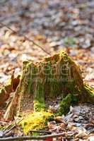 Closeup of an old, mossy tree stump in the forest showing a biological lifecycle. Chopped down tree signifying deforestation and tree felling. Macro details of wood and bark in the wilderness