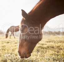 Gain the trust of a horse and you have a friend for life. Shot of a beautiful horse on a farm.