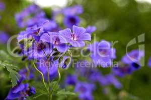 Closeup of a Geranium flower in an ecological garden. Purple plants bloom during spring in a green field with lush foliage. Macro view of fresh, vibrant and bright, colorful flower petals outside
