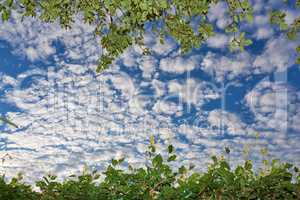 Low angle of a blue sky with clouds and copy space from a lush green garden in spring. Plant and tree leaves framing a scenic view of the atmosphere during the day. Heaven and God religious theory