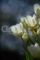 Bunch of white tulips on a dark background. Closeup bouquet of beautiful tulip flowers with green stems. Spring perennial flowering plants grown as ornaments for its beauty and floral fragrance scent