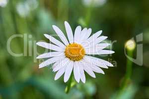 Closeup top view of a single daisy growing in a nursery in summer. One marguerite perennial flowering plant on grassy field in spring from above. Beautiful white flower blooming in a backyard garden