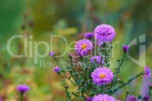 Purple aster flowers growing in a green botanical garden in summer. Flowering plants blooming in its natural environment in spring. Beautiful asteraceae blossoming in a park. Flora in nature