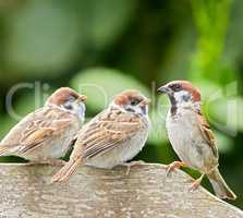 Sparrows are a family of small passerine birds, Passeridae. They are also known as true sparrows, or Old World sparrows, names also used for a particular genus of the family, Passer.