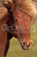 Closeup of a chestnut horse with a shiny and soft brown coat and mane outdoors. Face with forehead and muzzle of a tame stallion or mare grazing on grassland in the countryside on a ranch in the sun