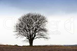 One bare tree on a field during winter on an overcast cloudy cold day. A big tree with no leaves on an empty field in nature on a gloomy cold winter day. One free standing tree in a lonely forest