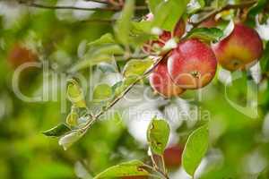 Beautiful red apples ready to be harvested from a tree to be sold to shops. Delicious Honeycrisp fruit on a tree prepared to be gathered as organic and fresh produce for sale at grocery stores