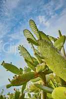 Closeup of wild flowers and plants on mountain side in South Africa, Western Cape with ocean background. Landscape of beautiful green indigenous African plant with ocean view and bright blue sky