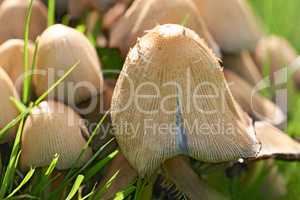 Closeup of mushroom caps growing on a field under the sunlight. Details of a fungi textures with tiny bugs or insect pests on the top. Group of wild edible mushrooms growing between lush green grass