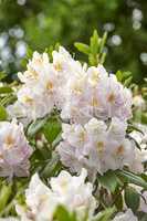 Rhododendron is a genus of 1,024 species of woody plants in the heath family, either evergreen or deciduous, and found mainly in Asia, although it is also widespread throughout the Southern Highlands of the Appalachian Mountains of North America.