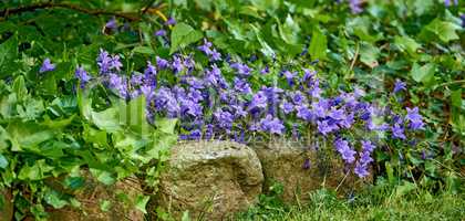 Overgrown flowerbed with blue flowers and ivy vines in a backyard in the country. Delicate indigo hardy geraniums growing in a european garden in spring outside. Wide angle of wild blossoms in nature