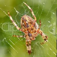 Closeup of a Walnut Orb Weaver spider in a web against blur leafy background in its natural habitat. An eight legged arachnid making a cobweb in nature surrounded by a green tree ecosystem