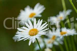 Daisy flower growing in a garden against a blurred background. Closeup of a marguerite perennial flowering plant on a grassy field in spring. White flowers blooming in a green backyard garden