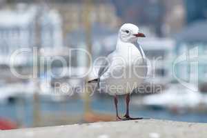 Closeup of a seagull isolated against a bokeh background with copy space. Full length of a white bird standing alone by a coastal city dock. Birdwatching migratory avian wildlife in search for food