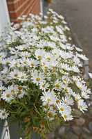 Common daisy flowers growing in a home backyard or garden in summer. Closeup of marguerite perennial flowering plants outside. Bush of beautiful white flowers blooming and sprouting in a yard