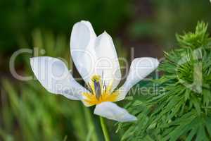 Clematis armandii flowers growing in a field or botanical garden on a bright day outside. Closeup of beautiful snowdrift evergreen plants blossoms with five white petals blooming in a spring meadow