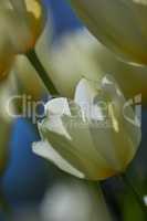 White charm tulip flowers growing in a garden outdoors. Closeup of beautiful flowering plants with soft petals symbolizing purity and innocence blooming and blossoming in nature on a sunny spring day