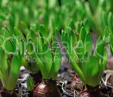 Closeup of poisonous crocus plants growing in mineral rich and nutritious soil in a landscaped and secluded home garden. Textured detail of budding Iridaceae flowers in a backyard or nursery