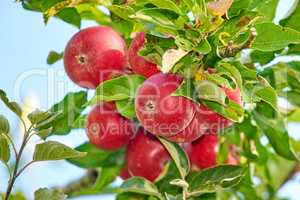 Fresh red apples growing on a tree for harvest in a sustainable farm on a sunny day outside. Closeup of ripe, nutritious and organic fruit cultivated in a thriving orchard or grove in the countryside