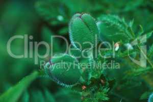 Macro nature photo of blooming poppies. Zoomed image of an unopened bud on leaves. A view of the blooming process of a plant. Beautiful blur shot of buddingblossoming. Close-up of an unopened bud.