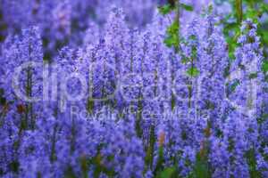 Purple flower garden in spring outside. Landscape of floral bluebell scilla siberica field bush blooming in nature. Beautiful blue plants growing in the backyard and colorful flora in the meadow