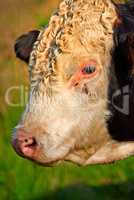 Head of a cow on a green field on a sunny summer day. Bull standing on a cattle farm or lush meadow. One white and black ox alone on a dairy farm or grassland. A breed of a hornless cow