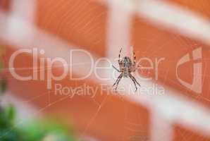 A brown walnut orb weaver spider on its web from below, against blurred background of red brick house. Striped black arachnid in the center of its cobweb. The nuctenea umbratica is beneficial insect