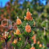 Scotch pine Pinus sylvestris male pollen flowers on a tree growing in a evergreen coniferous forest in Denmark. Flowers growing on a pine tree branch. Closeup of needles and buds on a twig in nature