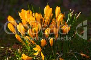 Yellow crocus flowers growing in a flowerbed in a backyard garden during summer. Flowering plants flourishing in a lush green park during spring. Bright wildflowers blossoming on a grassy lawn