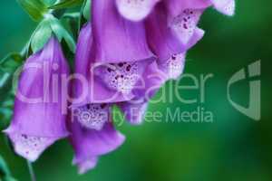 Foxglove flower blooming on branch of tree in a botanical garden. Closeup of a pretty summer flower growing in nature. Petals blossoming on floral plant in a backyard. Flowerhead blossoming in a park