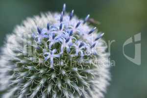 Closeup of a blue globe thistle plant with thorns in a backyard garden against a blurred background. Botany growing on a green park in the countryside. Zoom of wildflowers blossoming in a meadow