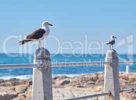 Two seagulls perched on a barrier on the promenade by the harbour with copy space. Full length of white birds standing alone by a coastal city dock. Avian animals on the coast with a sea background