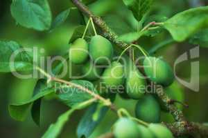 Closeup of European plums growing on a tree in a garden with bokeh. Zoom in on details of many green round fruit hanging on a branch in harmony with nature. Shapes and patterns in a calm, zen forest