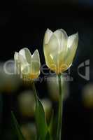 Two white tulips on a dark background. Spring perennial flowering plants grown as ornaments for its beauty and floral fragrance scent. Closeup bouquet of beautiful tulip flowers with green stems