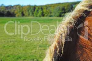 Horse mane with copyspace on a scenic farm landscape in the countryside. Closeup of fluffy hair and soft coat of a brown stallion grazing on a lush green pasture on a sunny day.